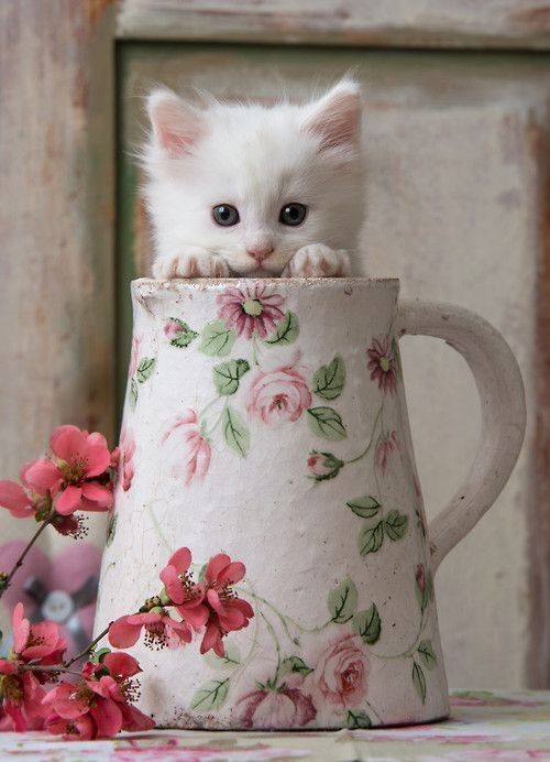 Jolie chat blanc dans un broc d"eau avec des fleurs
Pretty white cat in a jug of water with flowers
© Photo under Copyright